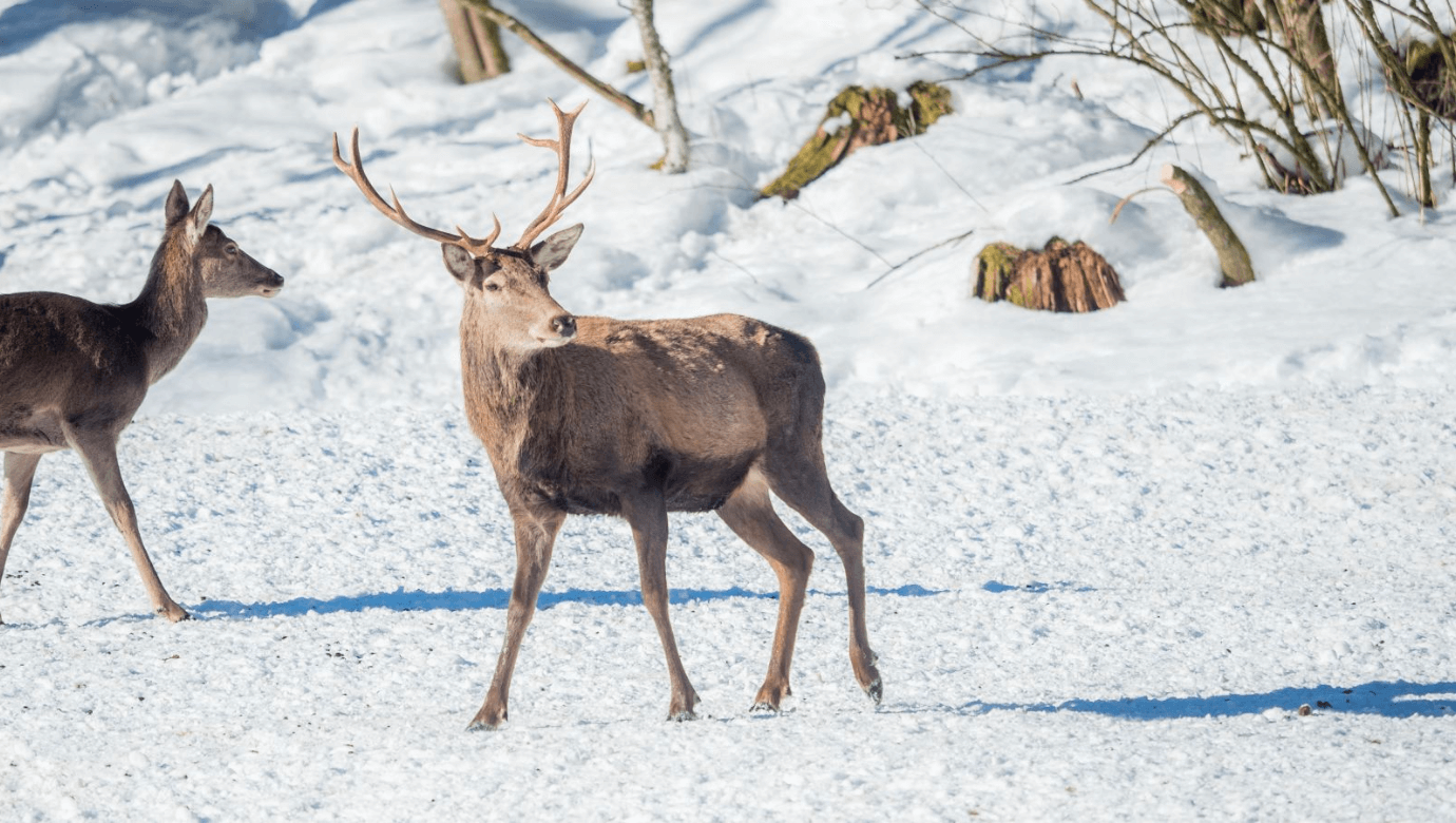 メクレンブルク＝フォアポンメルン州：森の動物への贈り物
